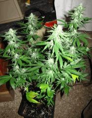 Jack F40 04
