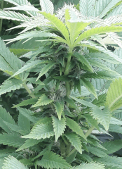 Bud 4