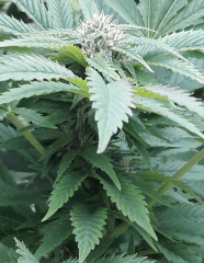 Bud 2
