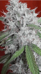 Bud 6