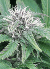 Bud 5