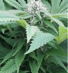 Bud 1