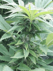 Bud