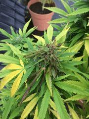 Early Skunk