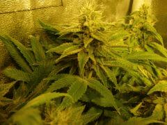 spécial kush bien mousseuse hein