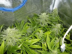 spécial kush pheno