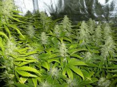 côté gauche spécial kush #1