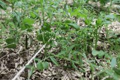 copie 0 IMG 5581