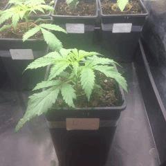 IMG 0879