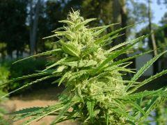 Photo 06 09 04 015
