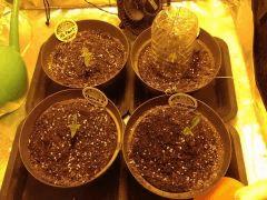 10J depuis la germination