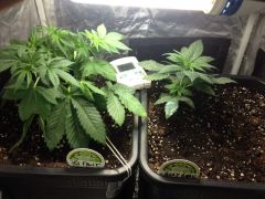Heaven's Fruit et Holy Grail Kush