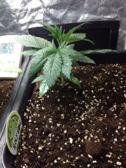 Holy Grail Kush