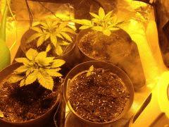 24J depuis la germination
