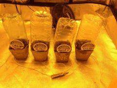 Mise en Box / Sortie de Bouturette