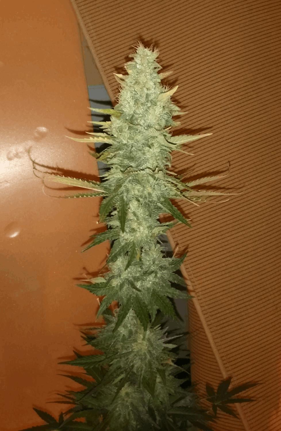 Master Kush White Label