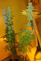 Master Kush White Label flo+55 250W hps