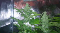 Master Kush FLO+55 White Label 250W HPS