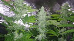 Master Kush FLO+55 White Label 250W HPS