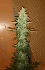 Master Kush FLO+55 White Label 250W HPS