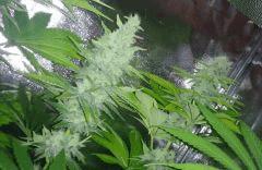 Master Kush FLO+55 White Label 250W HPS