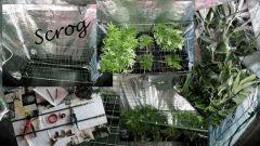 Scrog? Vous avez dit Scrog?