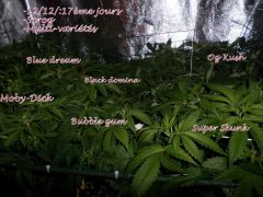 Scrog: La révélation