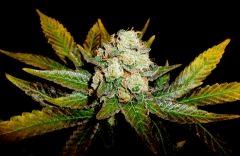 Og kush