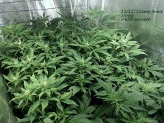 Scrog: La révélation
