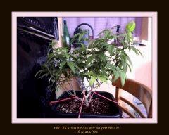 PM OG kush