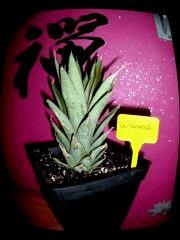 W'ananas