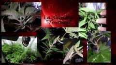 la planète "torture"