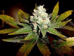 Og kush