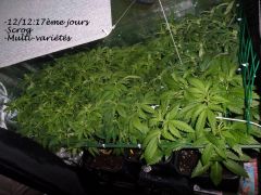 Scrog: La révélation