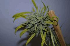 HINDU KUSH