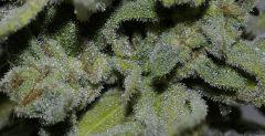 HINDU KUSH