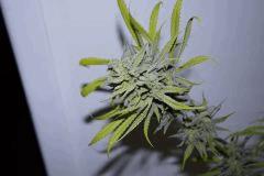 HINDU KUSH