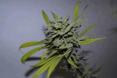 HINDU KUSH