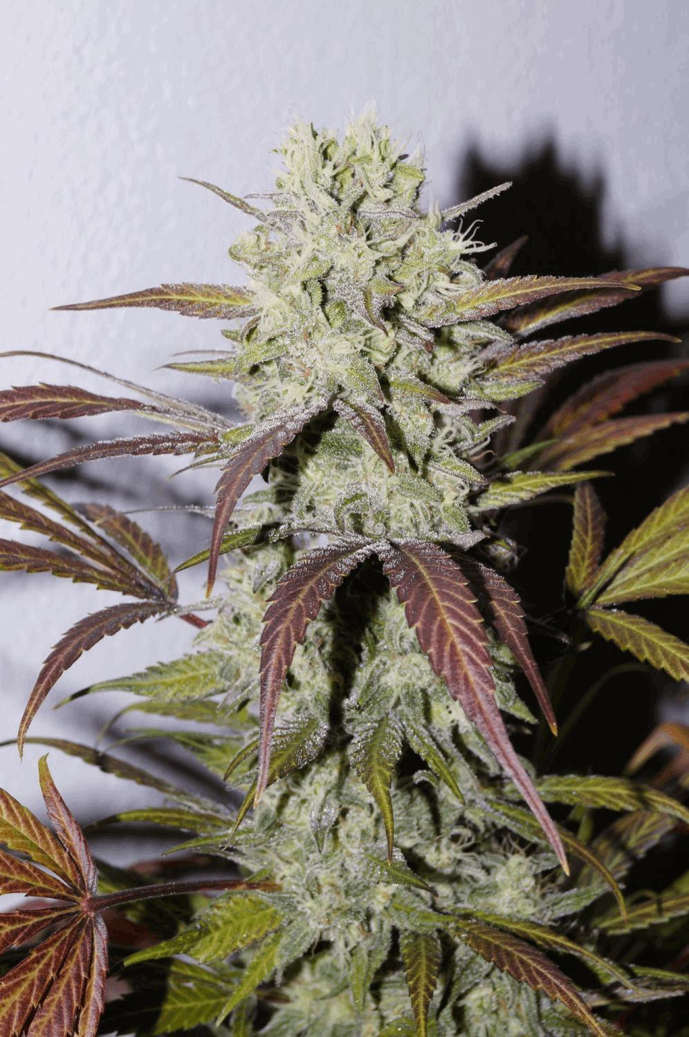 Purple Orange CBD 