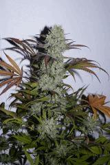 Purple Orange CBD Dinafem 250W HPS