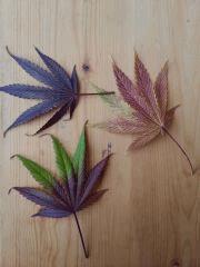 Purple Orange CBD Dinafem 250W HPS