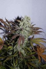Purple Orange CBD Dinafem 250W HPS