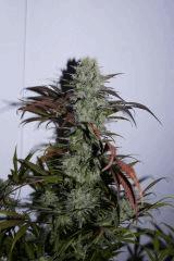 Purple Orange CBD Dinafem 250W HPS
