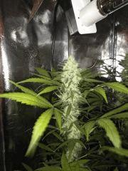 Purple Orange CBD Dinafem 250W HPS