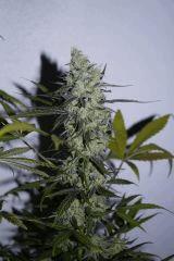 Purple Orange CBD Dinafem 250W HPS