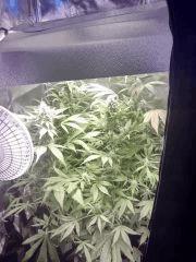 Purple Orange CBD Dinafem 250W HPS