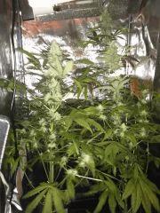 Purple Orange CBD Dinafem 250W HPS