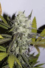 Purple Orange CBD Dinafem 250W HPS