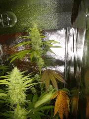 Purple Orange CBD Dinafem 250W HPS