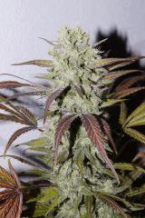 Purple Orange CBD Dinafem 250W HPS